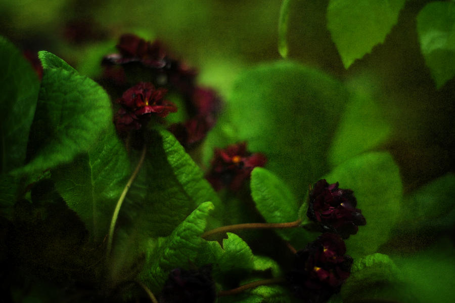 Primula vulgaris Photograph by Rebecca Sherman