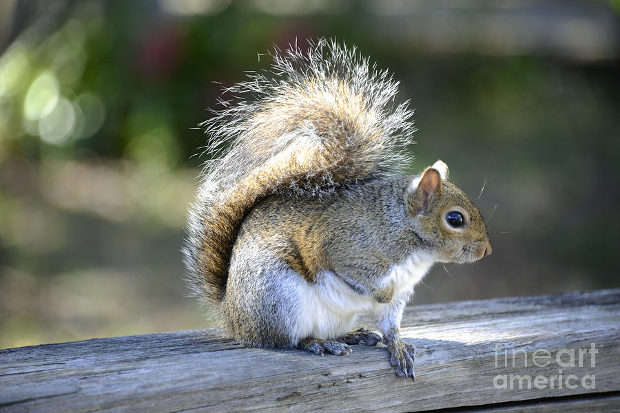 Prince Charming Photograph by Amanda Sinco - Fine Art America