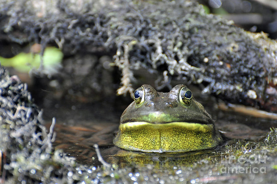Bullfrog Photograph by Glenn Gordon