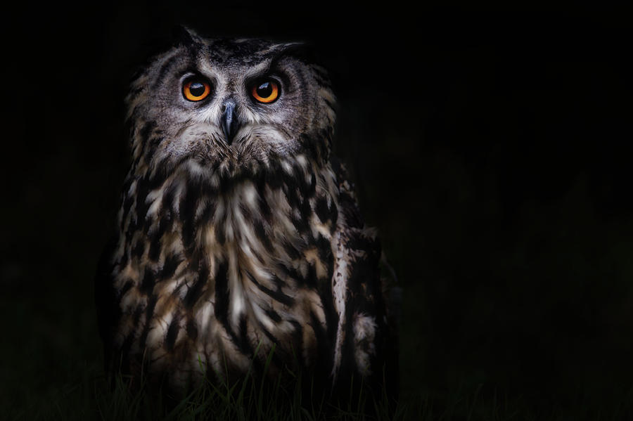 Owl Photograph - Prince Of The Night by Martine Benezech