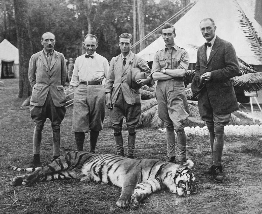 Black And White Photograph - Prince Of Wales Kills Tiger by Underwood Archives