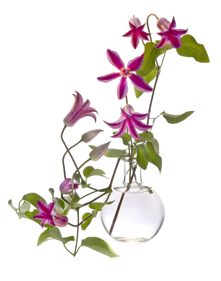 Flowers Still Life Photograph - Princess Diana Clematis by Charles Hopkins
