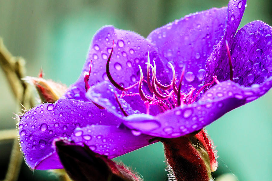 Princess Flower in Rain Photograph by Ben Graham