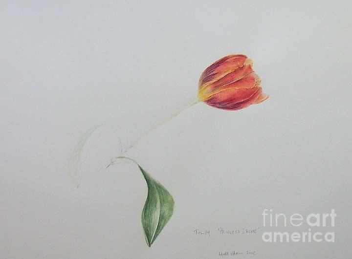 Princess Irene Tulip Painting by Laura Hamill