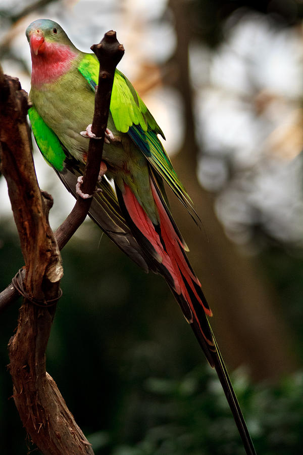 Princess parrot on a tree. Photograph by Eti Reid
