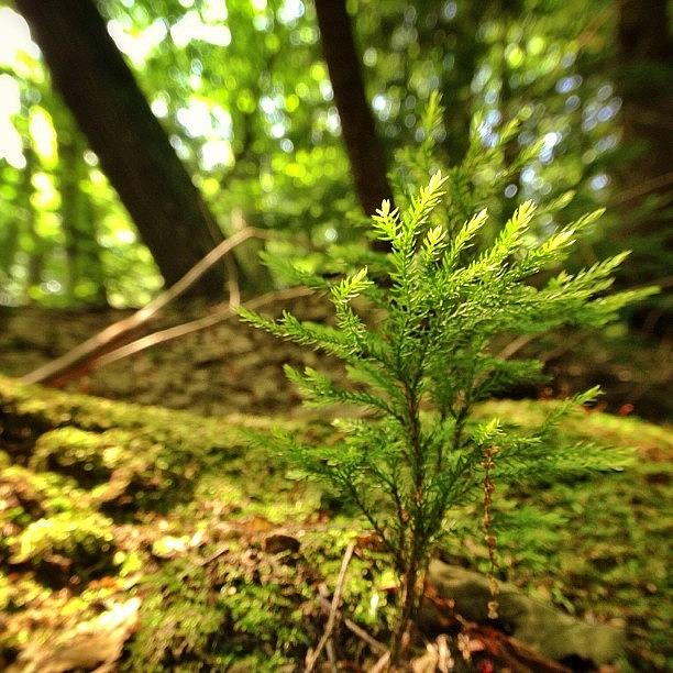 Hike Photograph - Princess Pine #hike #iphone #raynox by Craig Szymanski