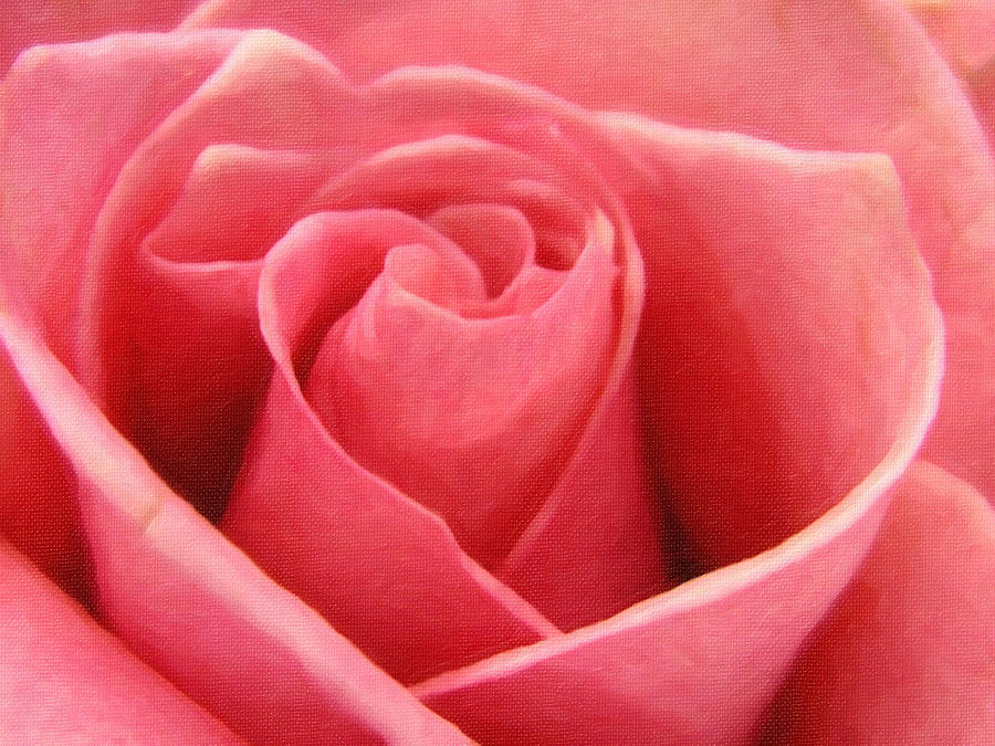 Princess Rose - Digital Painting Effect Photograph by Rhonda Barrett