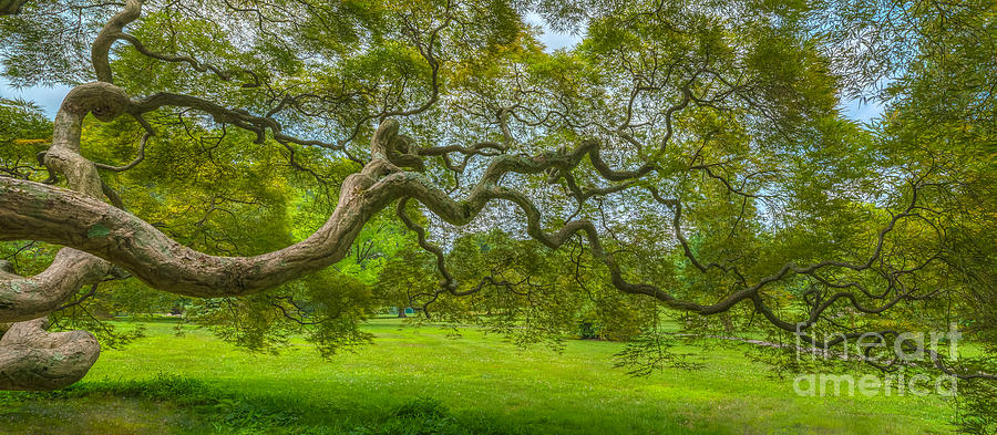 Princeton Japanese Maple Tree Photograph by Michael Ver Sprill