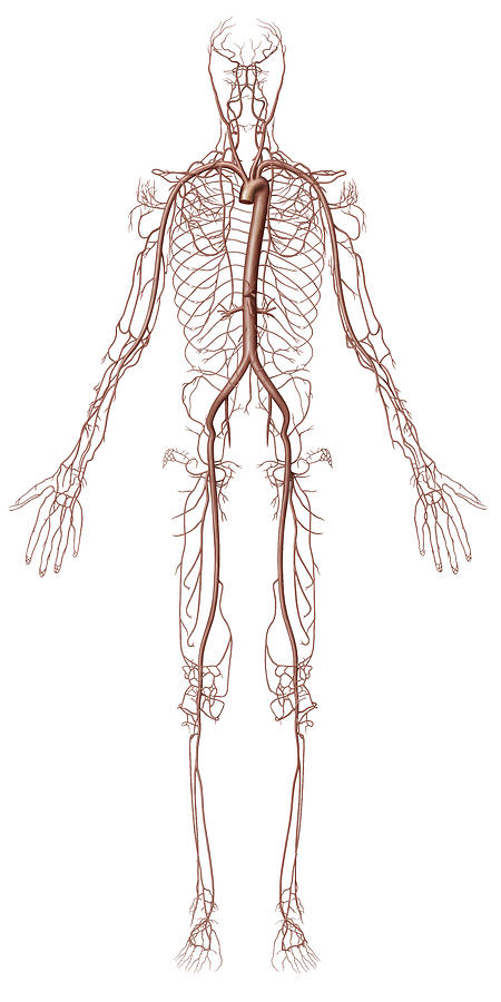 Principal Arteries, Illustration Photograph by QA International