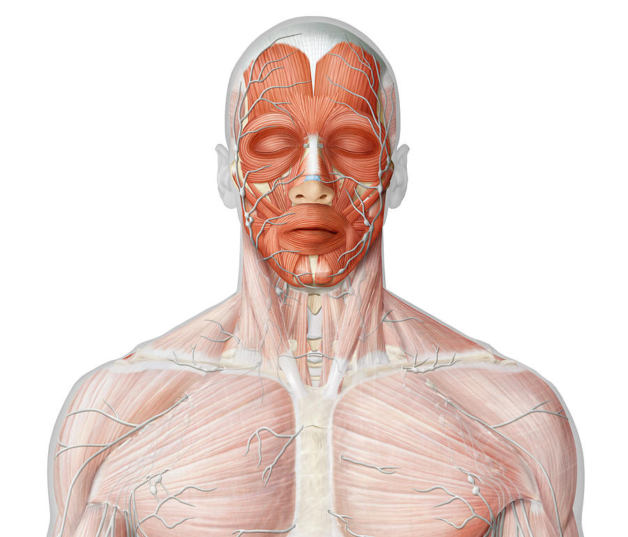 Principal Lymph Vessels Of Head Photograph by Qa International ...