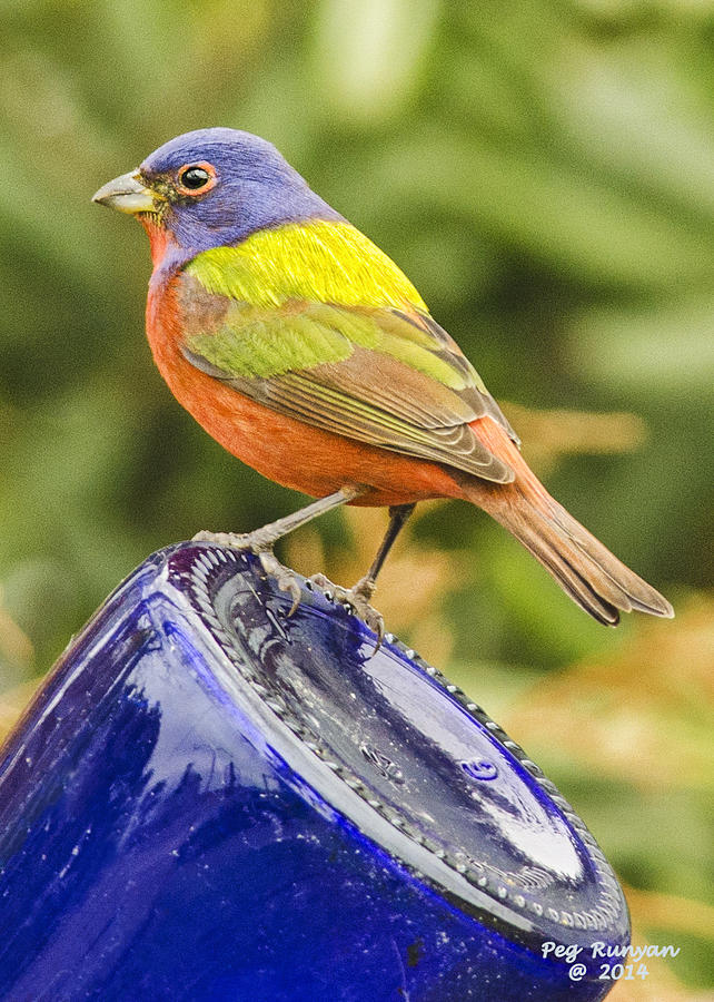 print size Painted Bunting Photograph by Peg Runyan
