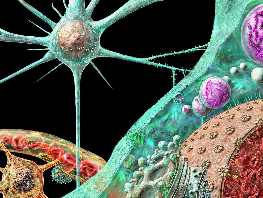 Prion Spread At Cellular Level Photograph by Russell Kightley/science Photo Library