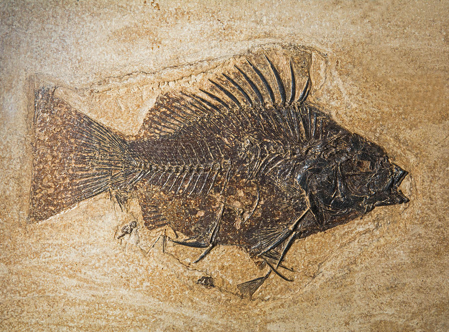Priscacara Fish Fossil Photograph by Millard H. Sharp
