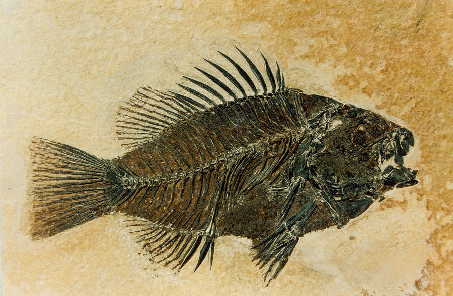 Priscacara Fossil, Eocene Sunfish Photograph by Science Source