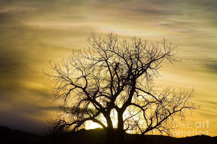 Tree Photograph - Prism Sunset Light Tree Magic Hour by James BO Insogna