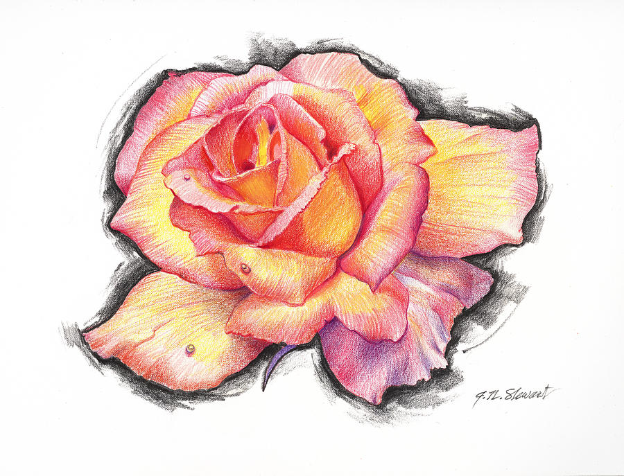 Prismacolor Rose Drawing