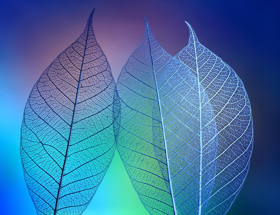 Macro Photograph - Prismatic Leafs by Shihya Kowatari Macro Photograph - Prismatic Leafs by Shihya Kowatari