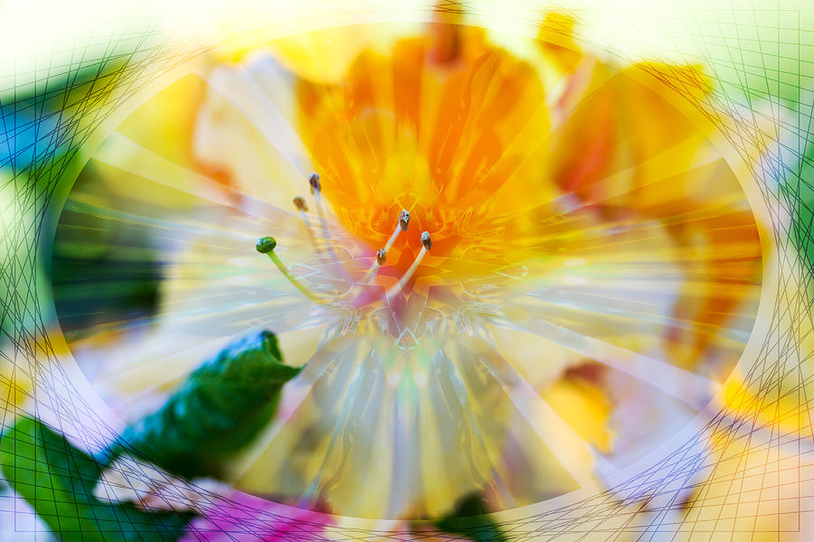 Prisms of Nature - Meditation - Rhododendron  Photograph by Marie Jamieson
