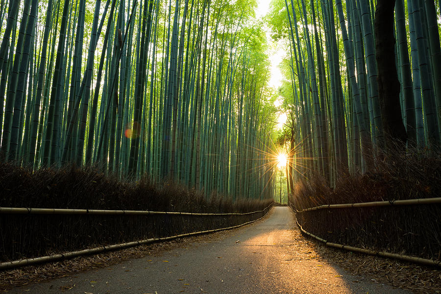 Pristine bamboo forest at sunrise Photograph by stockstudioX