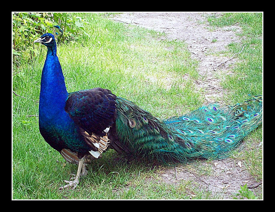 Pristine Peacock Photograph by Lora Mercado