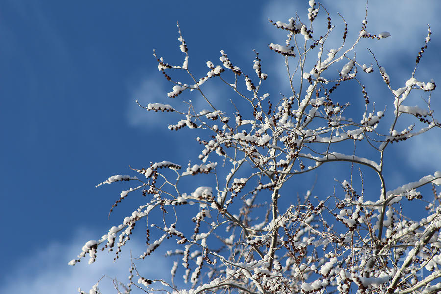 Pristine Snow Azure Sky Photograph