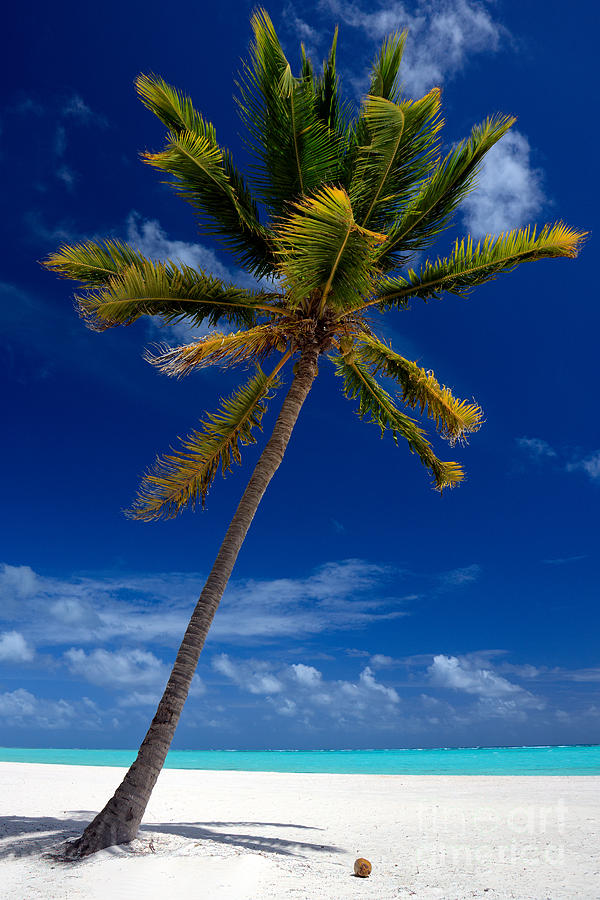Paradise Photograph - Pristine Tropical Beach  by Karen Lee Ensley
