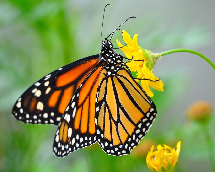 Pristine Wings Photograph by Dylan Lees - Fine Art America