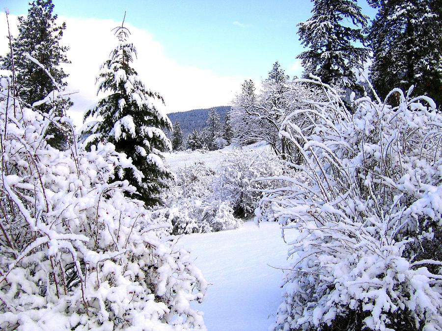 Pristine Winter Trail Photograph by Will Borden