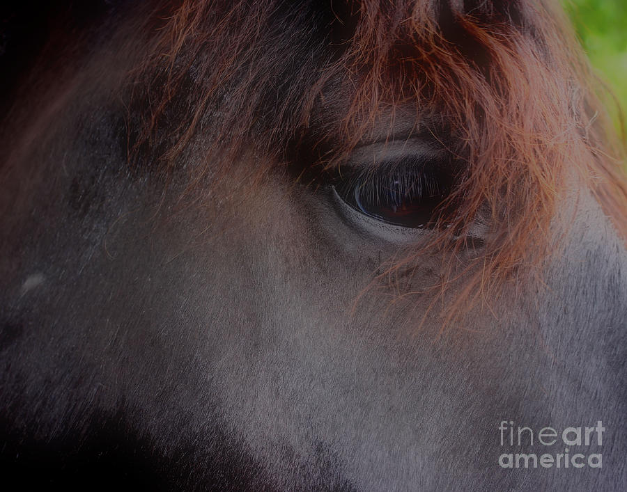 Private Horse Thoughts Photograph by Smilin Eyes Treasures