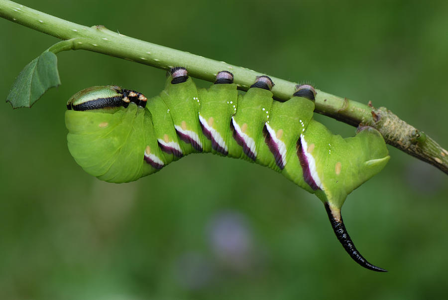 Privet Hawk Moth Caterpillar Switzerland Photograph by Thomas Marent
