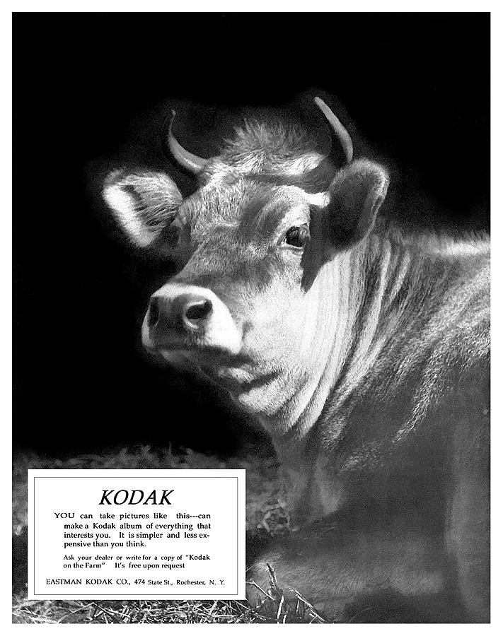 Prize Bull. Circa 1917. Photograph by Unknown Photographer