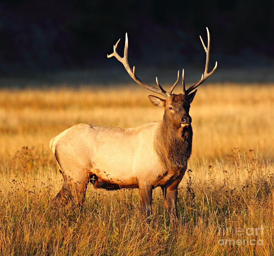 Prize Elk Photograph by Bill Singleton