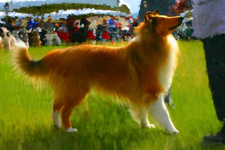 Prize Winning Collie Painting by Bruce Nutting