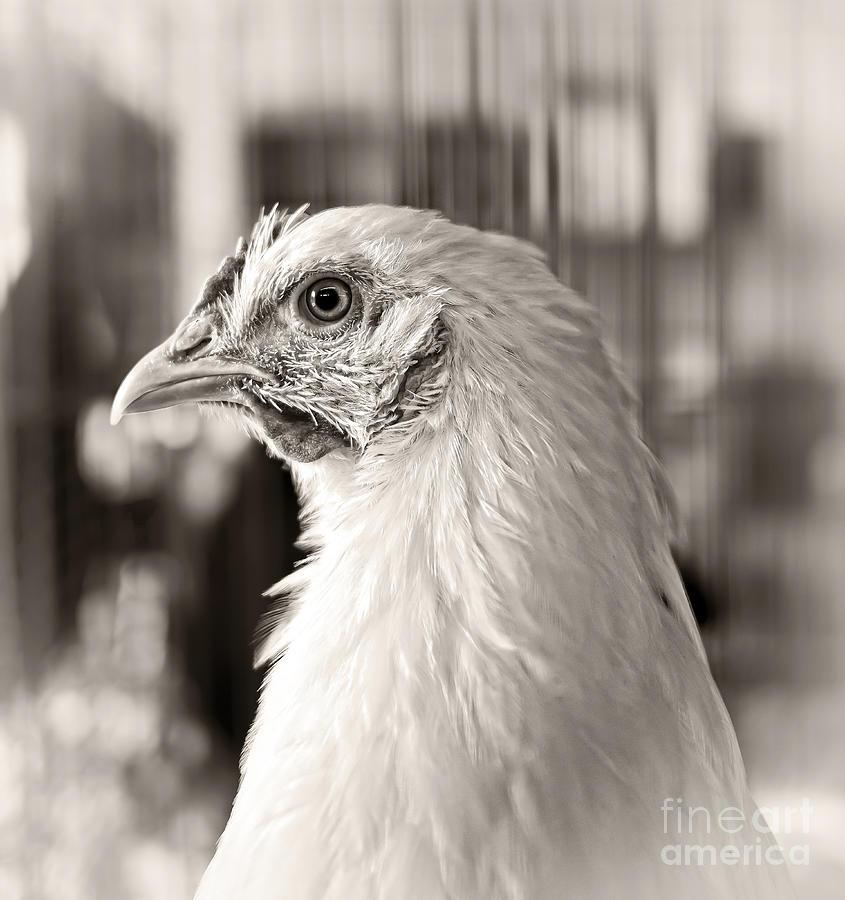 Chicken Photograph - Prize Winning Hen by Edward Fielding