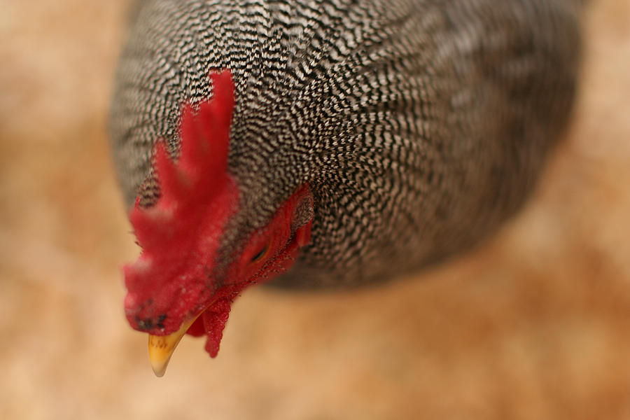 Rooster Photograph - Prize Winning Rooster by Hermes Fine Art