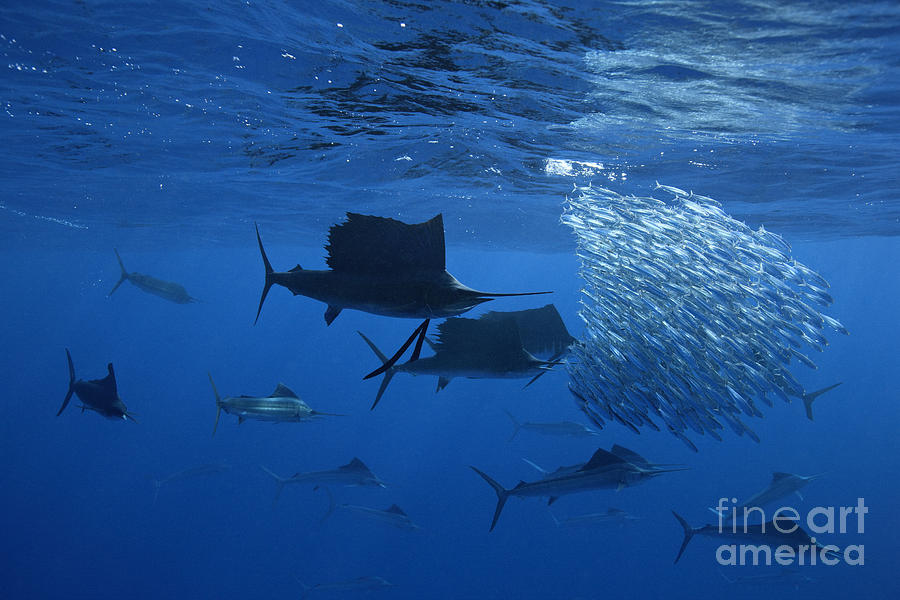 Fish Photograph - Prized Sail Fish Gamefish School Hunting Baitfish In Open Ocean by Brandon Cole
