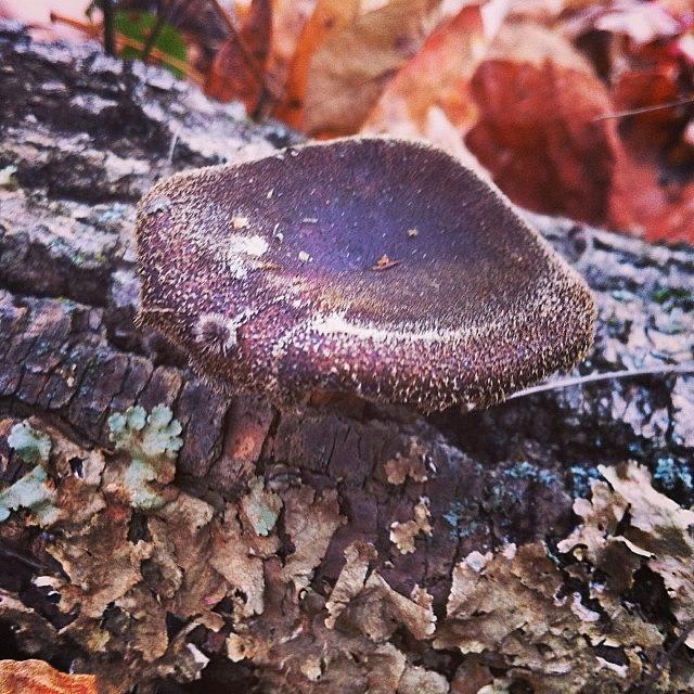 Prob One Of The Last Fungi I Will Find Photograph by Cassandra Leigh