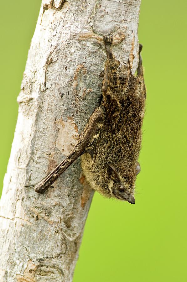 Proboscis Bat Photograph by Tony Camacho/science Photo Library