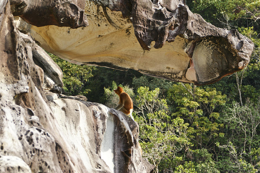 Proboscis Cliff Photograph by Brian Kamprath