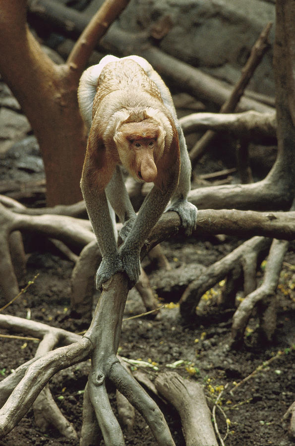 Proboscis Monkey Borneo Photograph by Gerry Ellis
