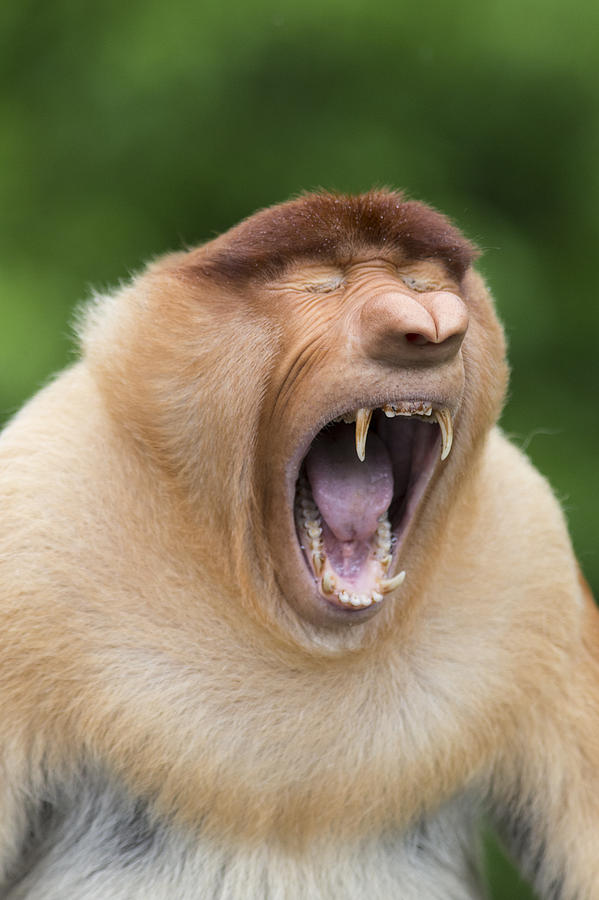 Proboscis Monkey Dominant Male Yawning Photograph by Suzi Eszterhas