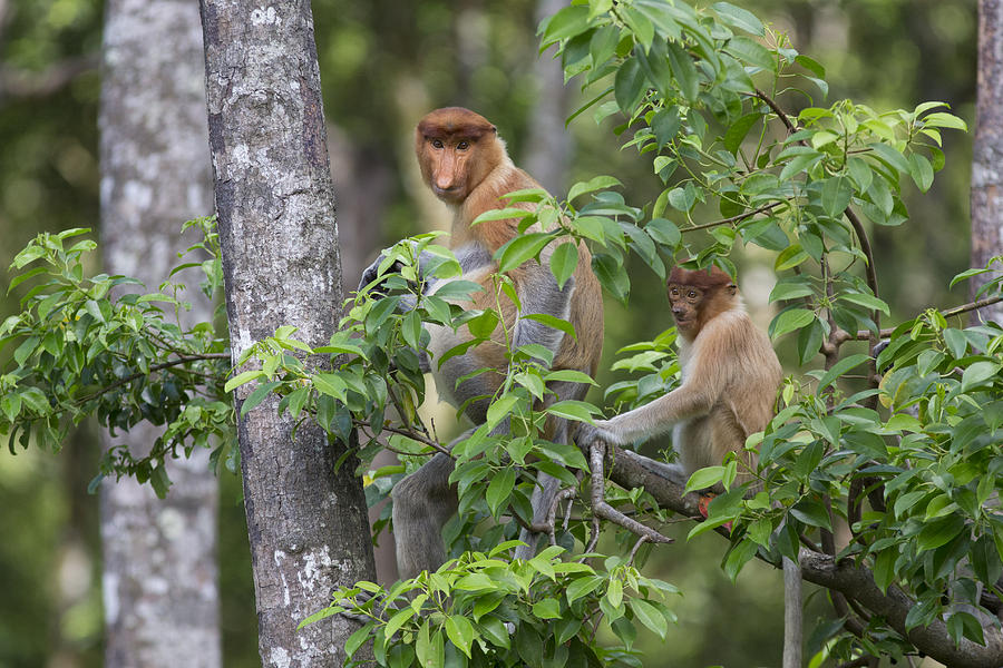 Proboscis Monkey Mother And Juvenile Photograph by Suzi Eszterhas