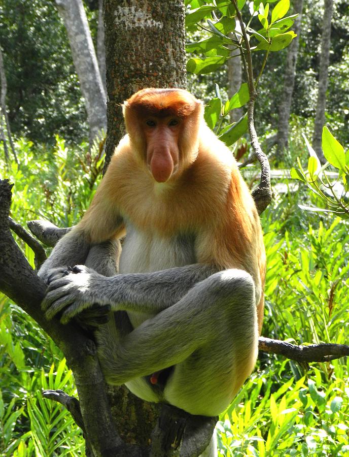 Proboscis Monkey of Borneo Photograph by Sandra Sengstock-Miller - Pixels