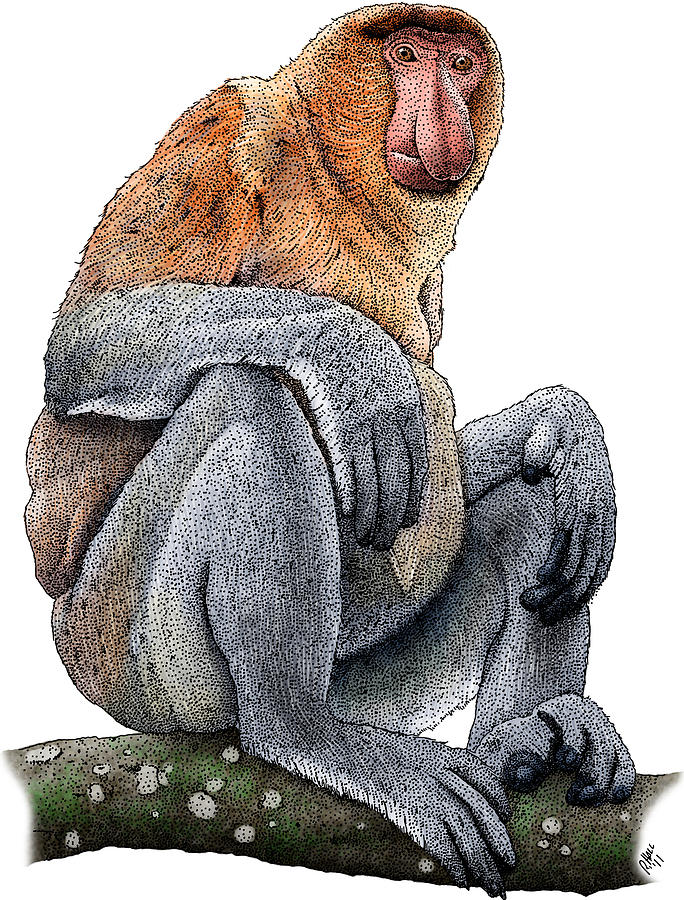 Proboscis Monkey Photograph by Roger Hall