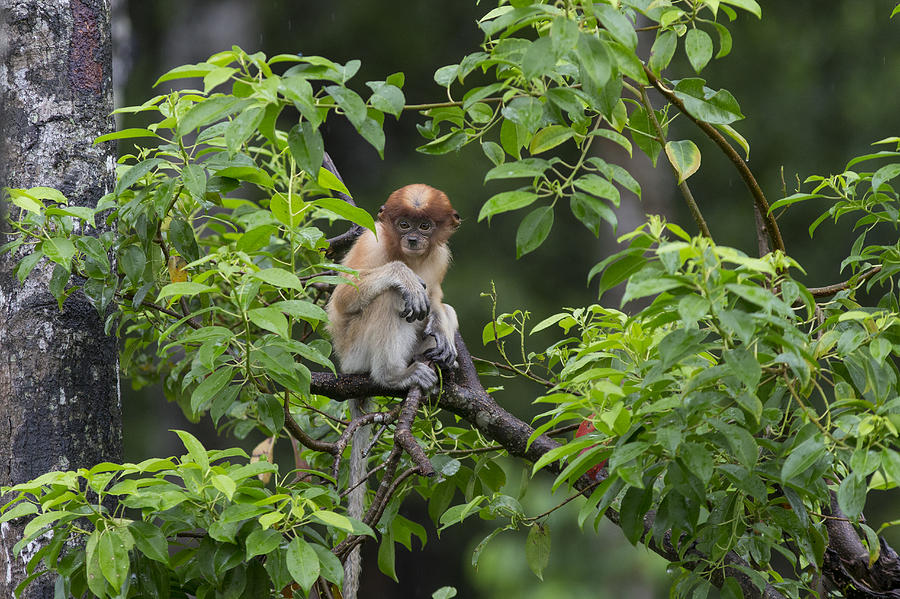 Proboscis Monkey Three Month Old Baby Photograph by Suzi Eszterhas