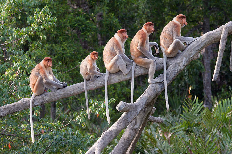 Proboscis monkeys in a row Photograph by Miskani