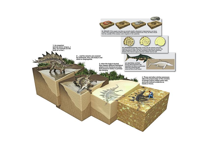 Stages Of Fossilization