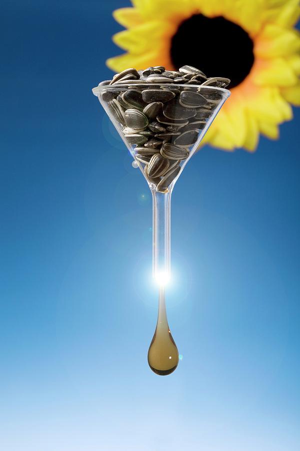 Producing Biofuel From Sunflowers Photograph by Steve Percival/science Photo Library