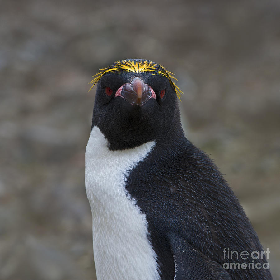Professor Penguin... Photograph by Nina Stavlund