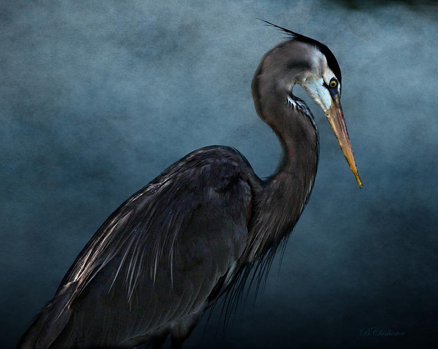 Profile in Great Blue Heron Photograph by Barbara Chichester